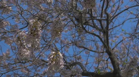 Budding Tree in Slow Motion 스톡 동영상 53462883