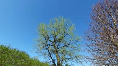 Budding tree in the spring Stock Footage 74605475