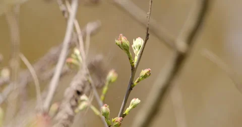 A budding tree in spring Stock Footage 253115087