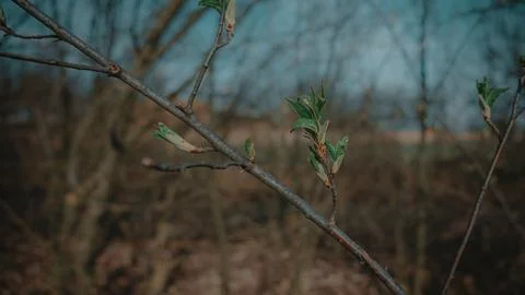Budding tree in spring Moravia, Czech Republic Stock-Fotos
