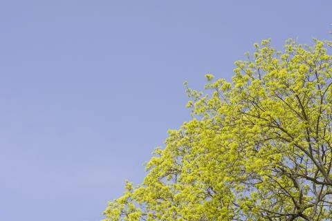 Budding Tree in Spring Stock Photos