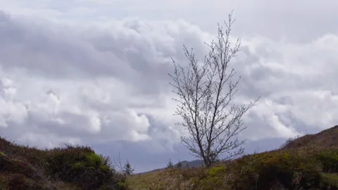 Budding tree stands alone on mountain top in Thingvellir Park Iceland Stock Footage 325259668