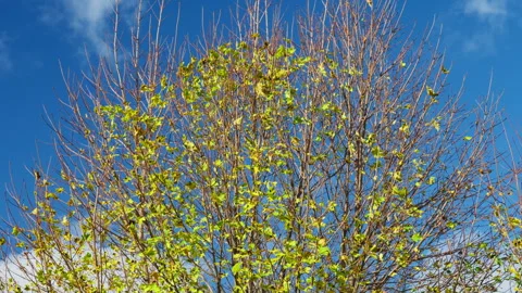 Budding Tree Under Clear Blue Sky in Springtime Stock Footage 322109628