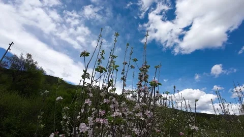 Budding trees Stockbeeldmateriaal 273144626