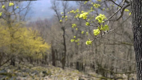 Budding trees in the forest in spring. Stock Footage 127742463