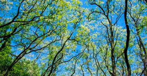 Budding trees Stock Photos