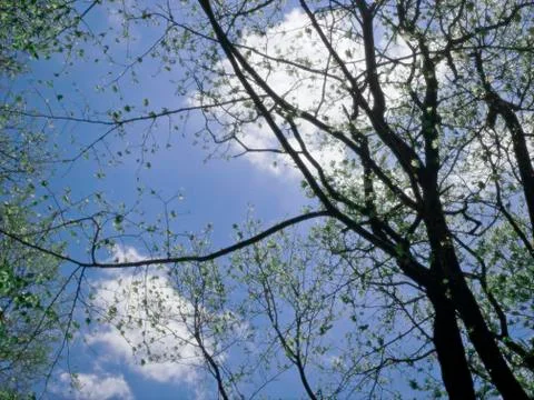 Budding trees Stock-Fotos