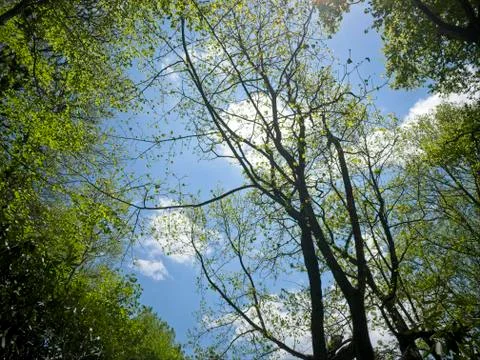 Budding of trees Stock-Fotos