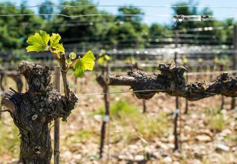 Budding vineyards Foto stock