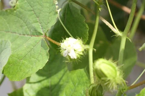 The budding of a wild passionflower. Stock Photos