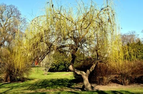 Budding willow Stock Photos