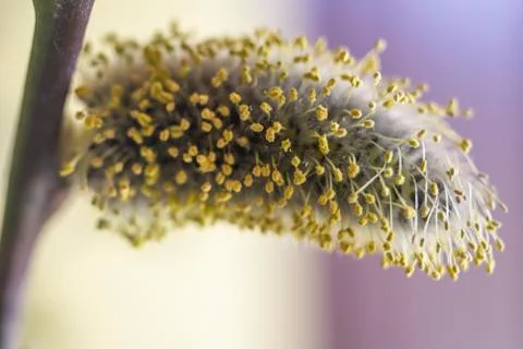 Budding willow. the plot of the fetus. photo Stock Photos