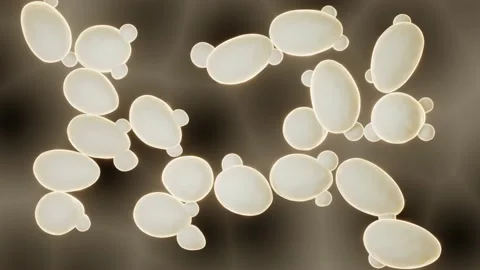 Budding yeast Vidéo 153106843