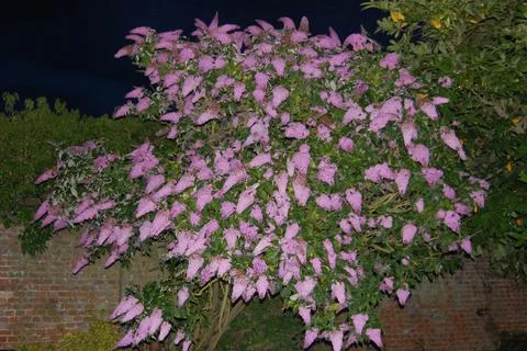 Buddleia (Buddleja davidii), also called summer lilac, butterfly-bush Stock Photos