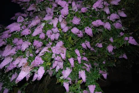 Buddleia (Buddleja davidii), also called summer lilac, butterfly-bush Stock Photos