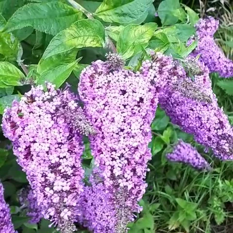 Buddleia Bush moving in a summer breeze Stock Footage 171412210