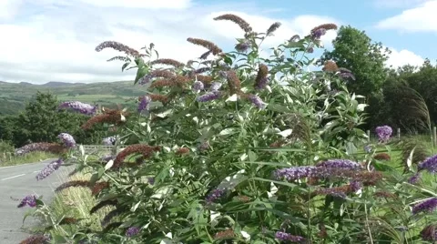 Buddleia Bush in the strong breeze Stock Footage 65820201