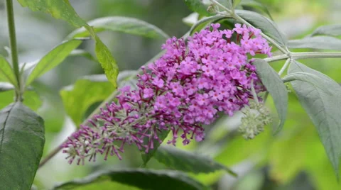 Buddleia bush in the wind. Video stock 40392055