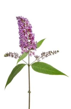 Buddleia Stock Photos