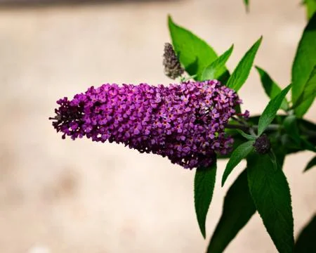 Buddleia Stock Photos