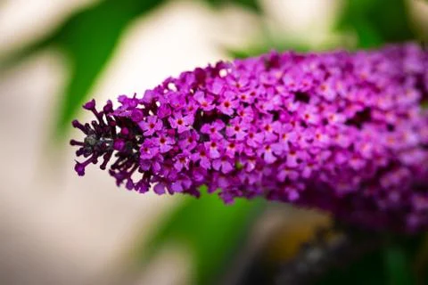 Buddleia Stock Photos