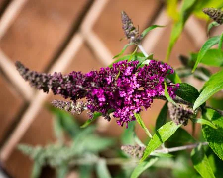 Buddleia Stock Photos