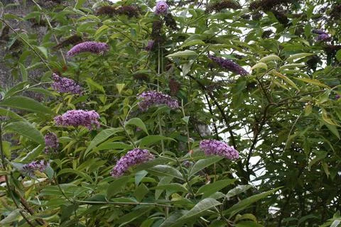Buddleia1 Stock Photos