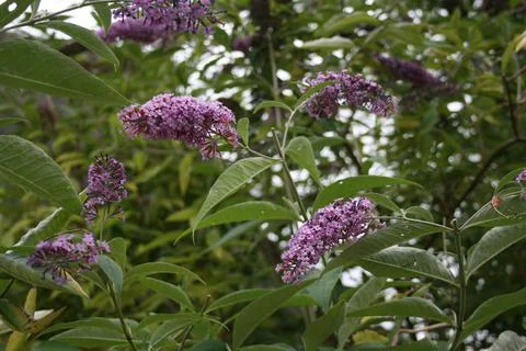 Buddleia2 Stock Photos