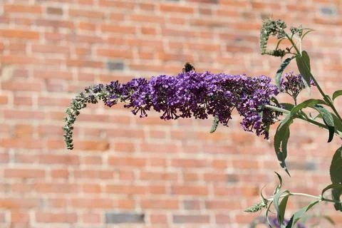 Buddleiah bloom against red brick wall with space for copy Stock Photos