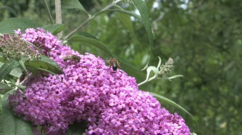 Buddleja davidii flower with a bee Video stock 480101