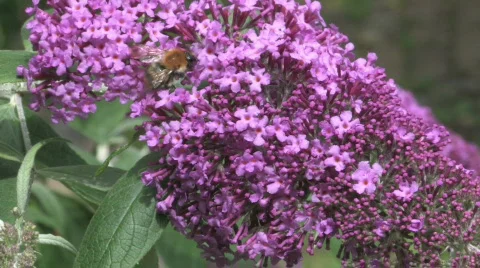 Buddleja davidii flower with a bee Stock Footage 480117