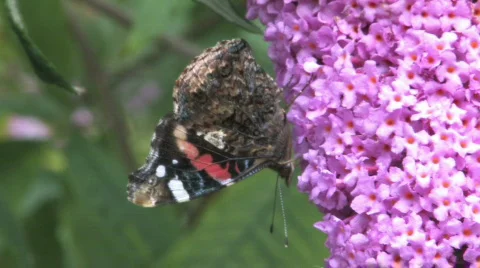 Buddleja davidii flower with a butterfly Stock Footage 480157