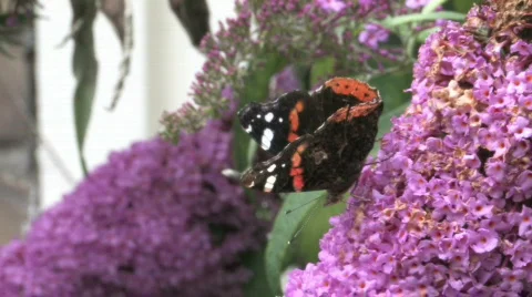 Buddleja davidii flower with a butterfly Stock Footage 480177