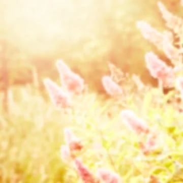 Buddleja davidii Illustrazione stock