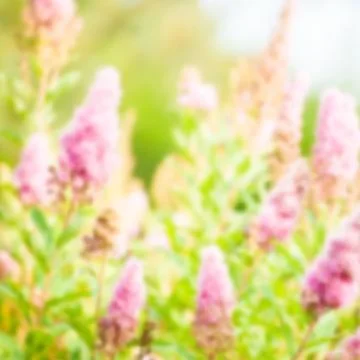 Buddleja davidii Illustrazione stock