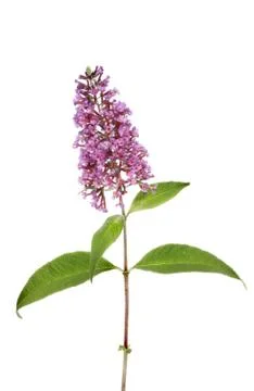 Buddleja Stock Photos