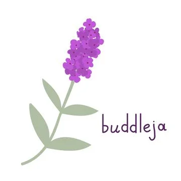Buddleja vector flower Stock Illustration