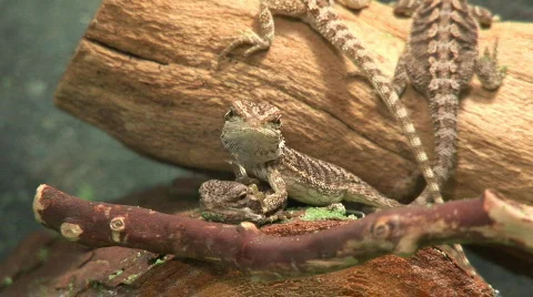 Buddy babies Stock Footage 98136