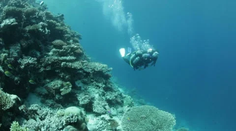 Buddy team diving along reef Stock Footage 10788423