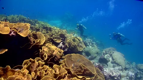 Buddy team of scuba divers exploring on shallow coral reef with Cabbage coral in Stock Footage 62217777