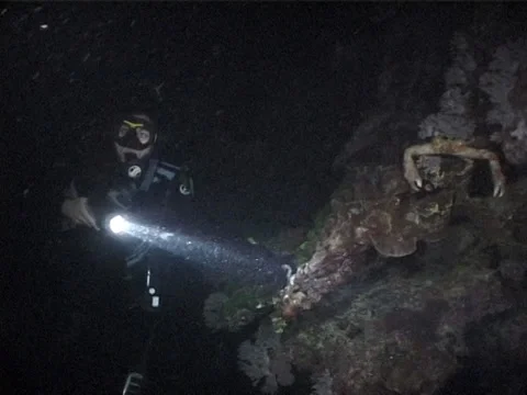 Buddy team of scuba divers walking on coral reef with Horrid crab in Fiji Stock Footage 38443841
