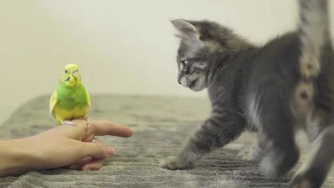 Budgerigar and kitten Stock Footage 149821468