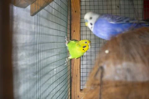 Budgerigar on the bird cage Stock-Fotos
