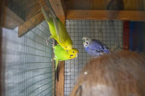 Budgerigar on the bird cage Fotos Stock