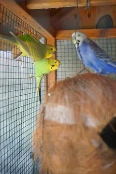 Budgerigar on the bird cage 写真素材