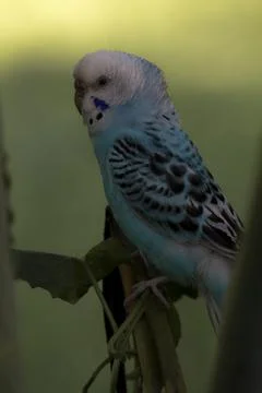 Budgerigar bird Stock Photos