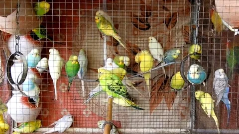 Budgerigar Birds In Cage Video stock 221440228