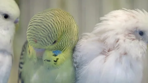 Budgerigar birds in a pet store display 動画素材 335567603