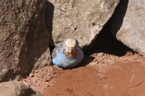 Budgerigar builds a nesting box Foto stock