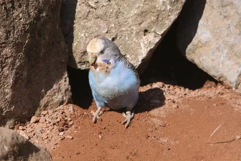 Budgerigar builds a nesting box Foto stock